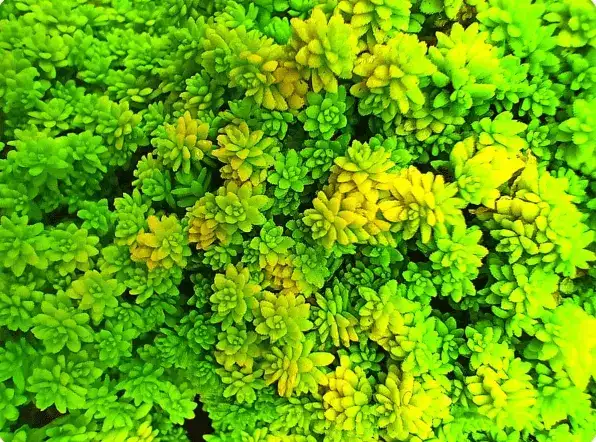 Realme c25s Macro Shot of green petels