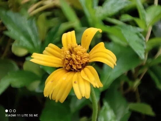 Image Credit: GIZMOCHINA