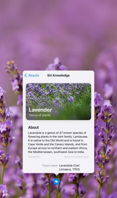 Discover More in Photos iOS 15 Feature
